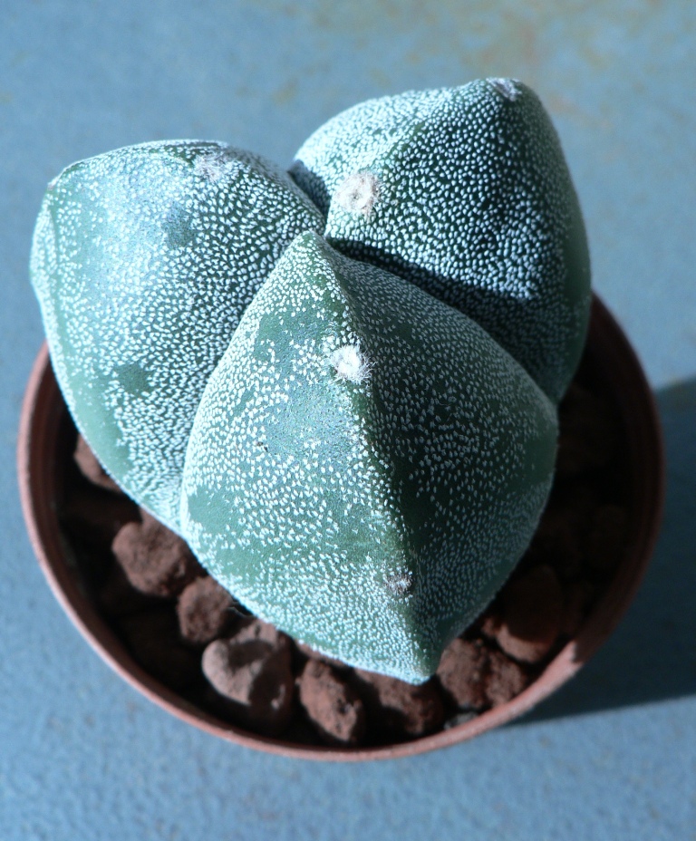 Astrophytum myriostigma f. tricostatum 