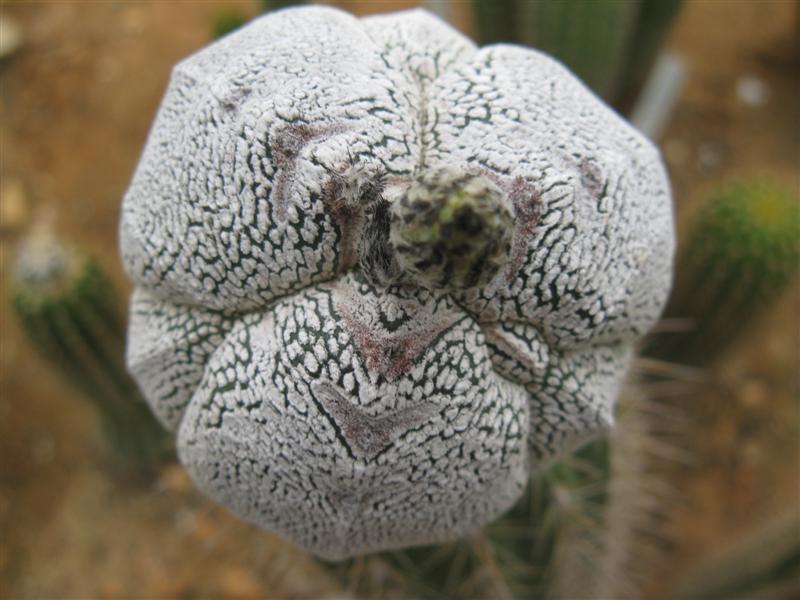 Astrophytum myriostigma f. tricostatum cv. fukuryu 