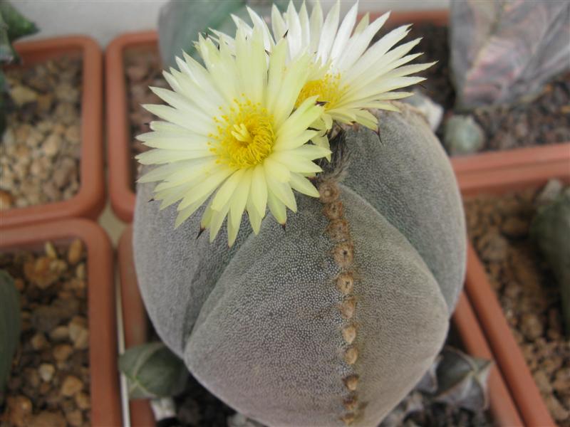 Astrophytum myriostigma f. tricostatum 