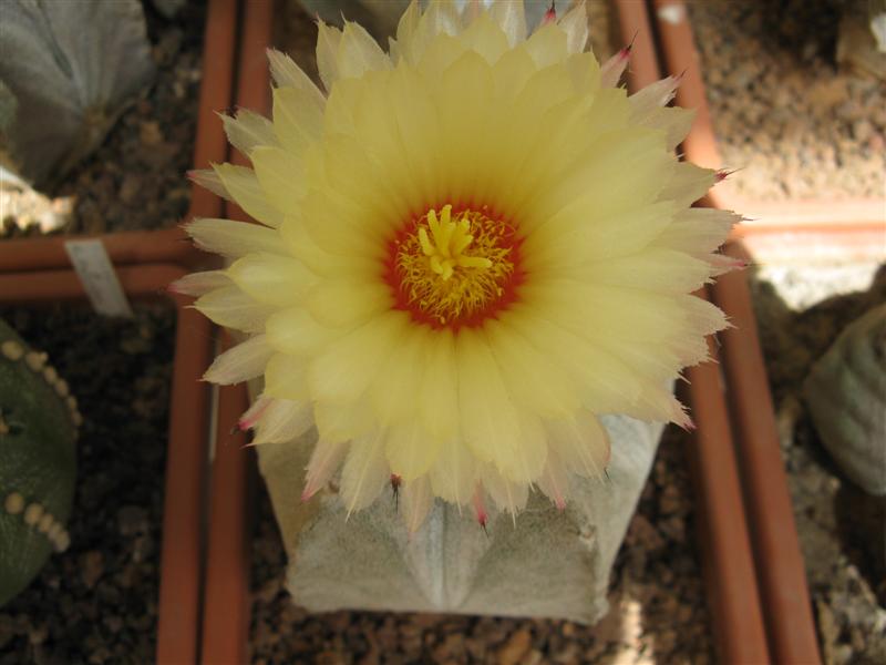 Astrophytum coahuilense SB 1474