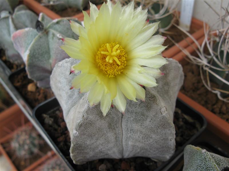 astrophytum myriostigma v. coahuilense