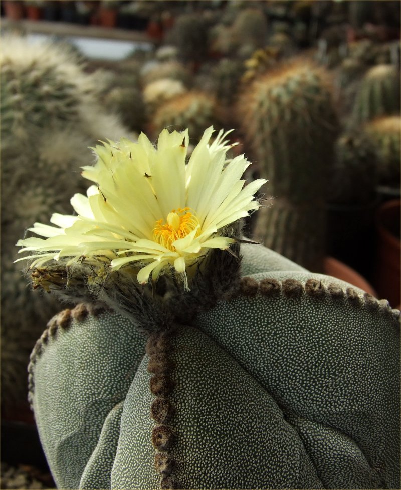 Astrophytum myriostigma f. quadricostatum 