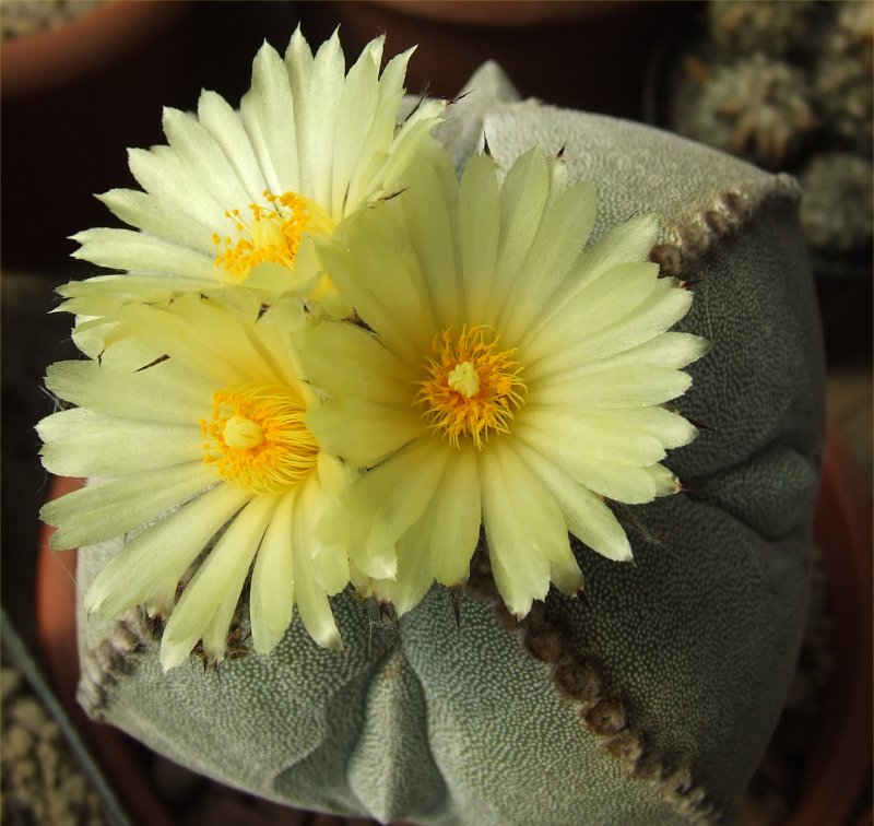 Astrophytum myriostigma f. quadricostatum 