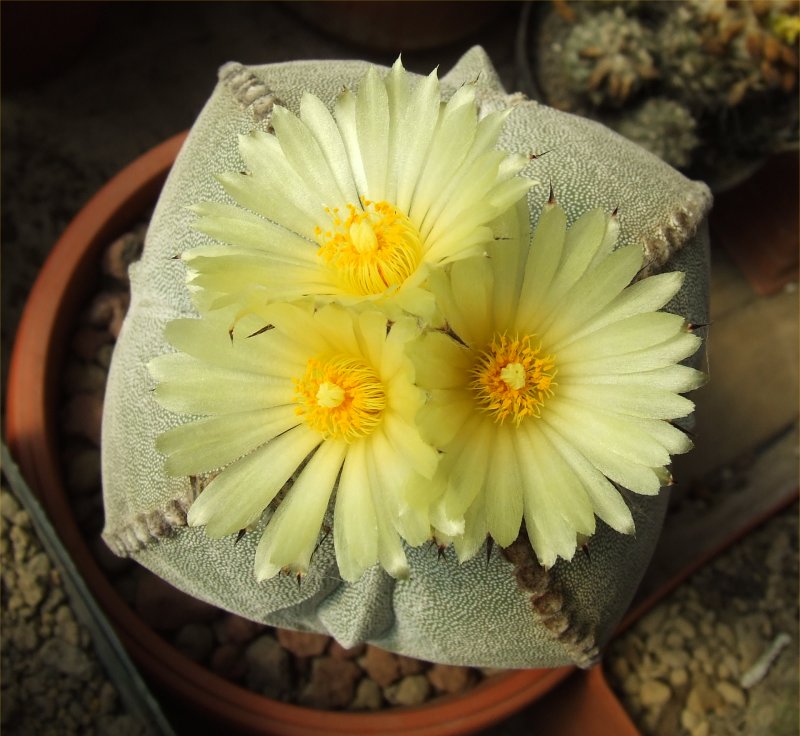 Astrophytum myriostigma f. quadricostatum 