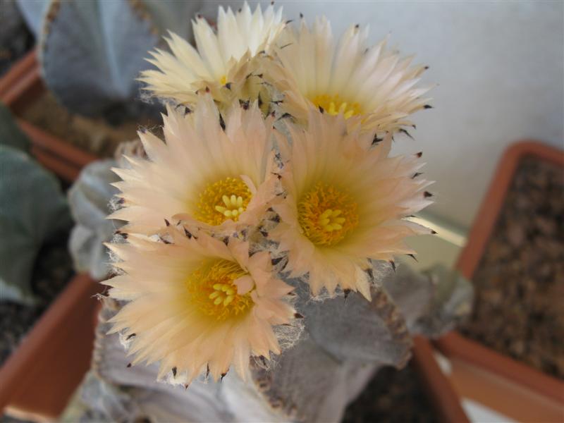 Astrophytum myriostigma v. columnaris 