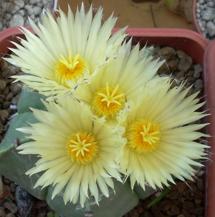 Astrophytum myriostigma v. nudum 