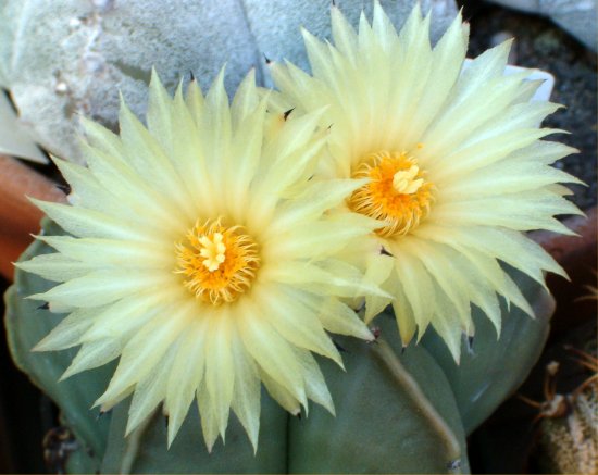 Astrophytum myriostigma v. nudum 