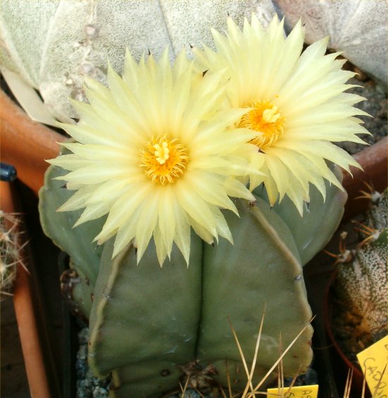 Astrophytum myriostigma v. nudum 