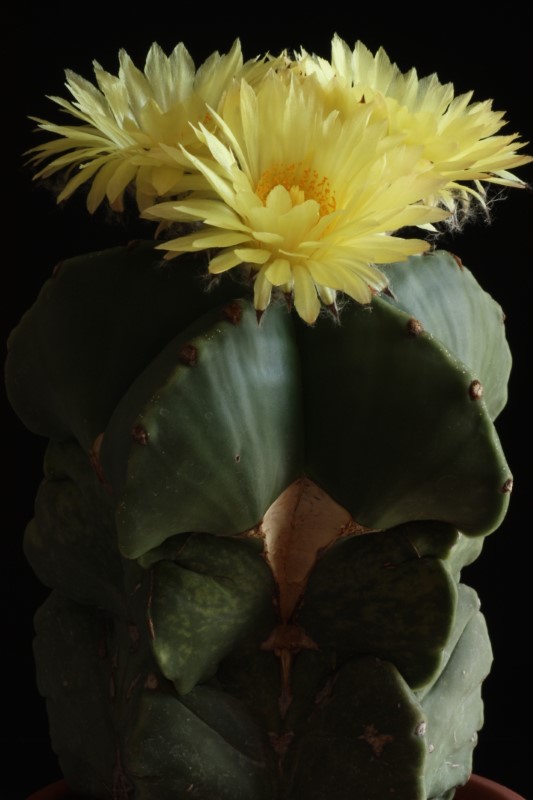 Astrophytum myriostigma v. nudum 