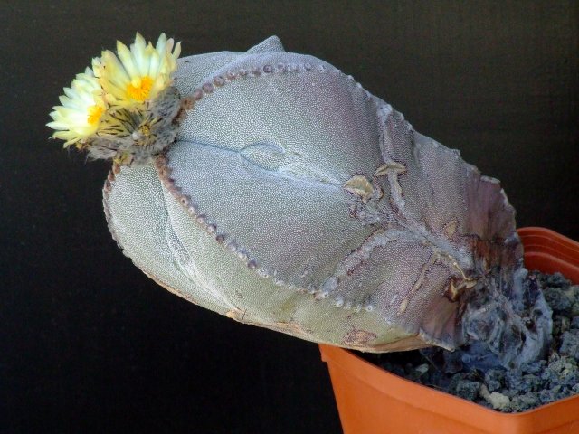 Astrophytum myriostigma f. quadricostatum 