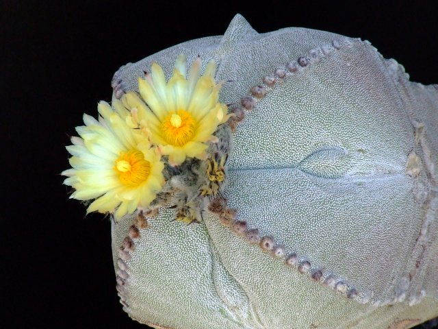 Astrophytum myriostigma f. quadricostatum 