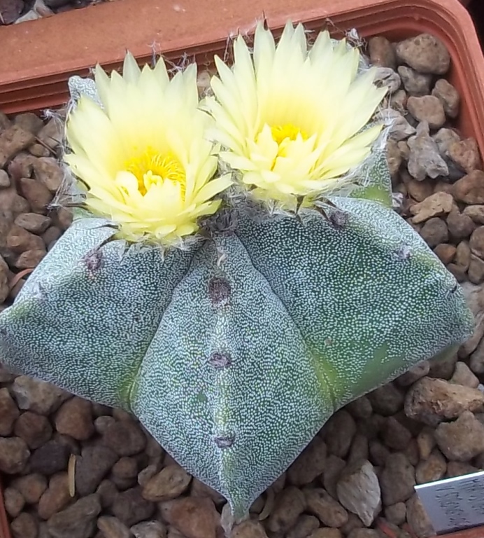 Astrophytum myriostigma v. strongylogonum 