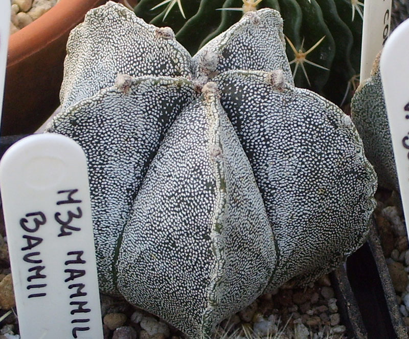 Astrophytum myriostigma v. strongylogonum 