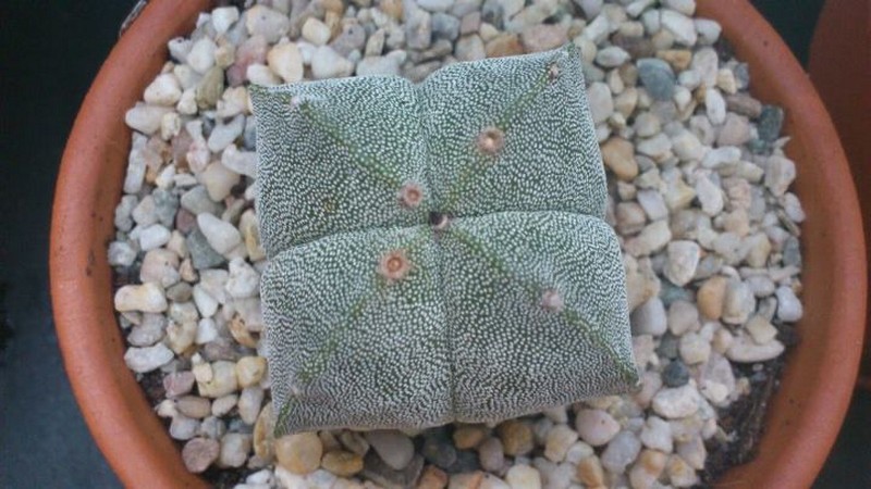 Astrophytum myriostigma v. quadricostatum 