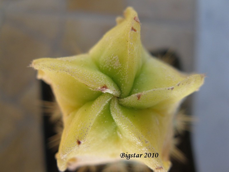 Astrophytum myriostigma f. spiralis 