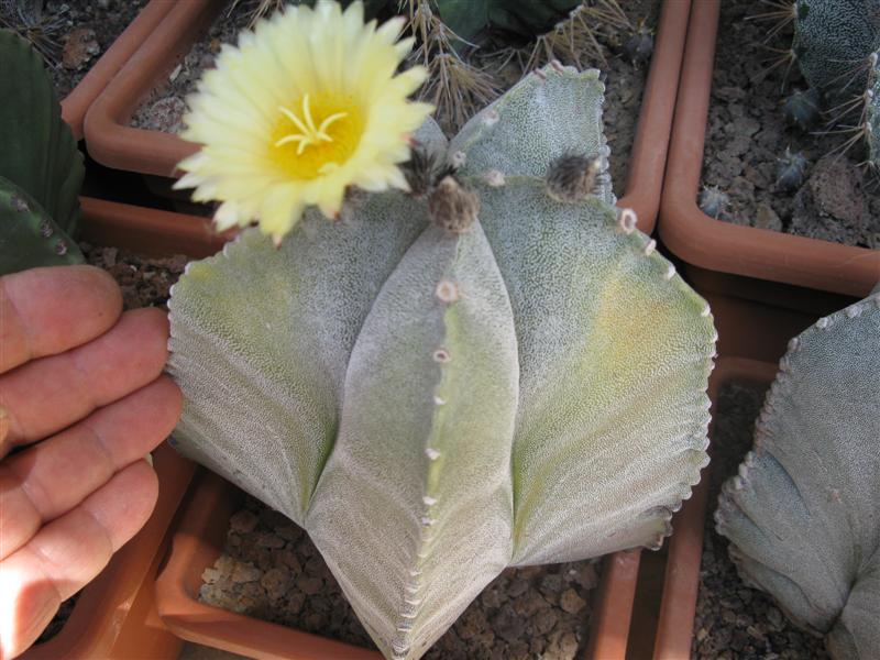 Astrophytum myriostigma f. variegatum 