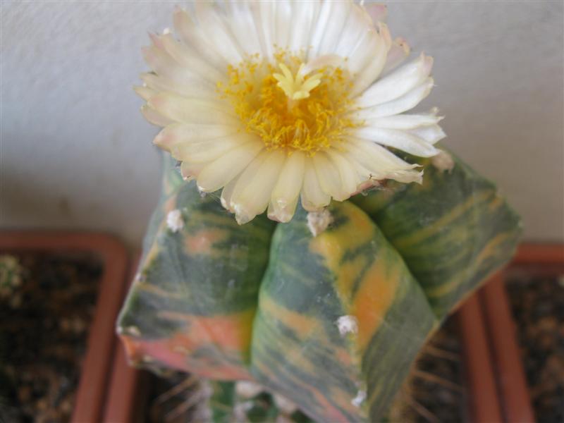 Astrophytum myriostigma f. variegatum 