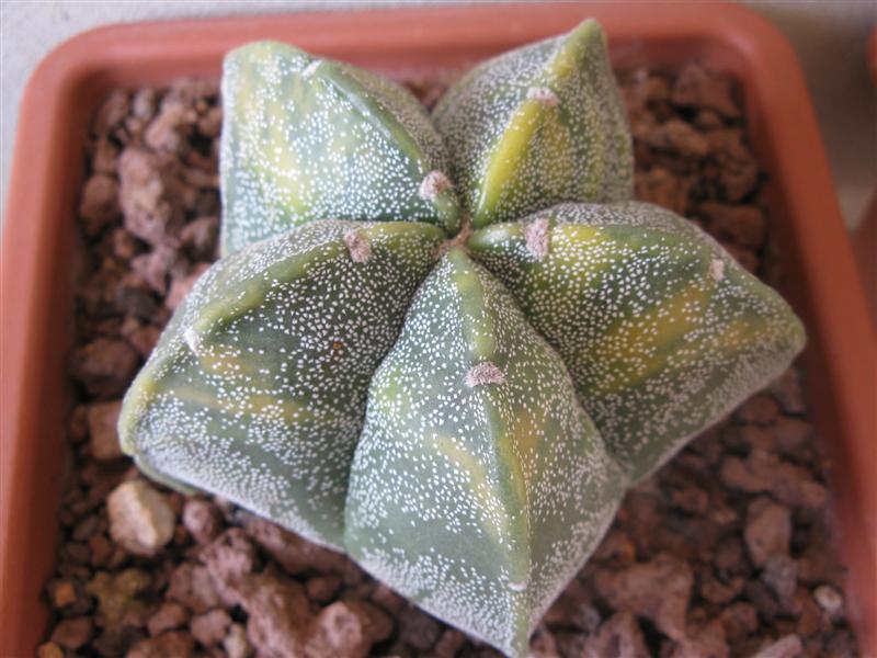 Astrophytum myriostigma 