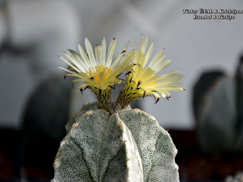 Astrophytum myriostigma v. columnare 