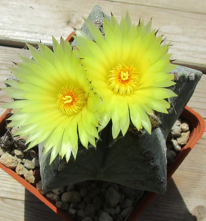 Astrophytum myriostigma v. strongylogonum 