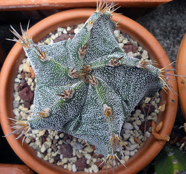 Astrophytum myriostigma x ornatum 