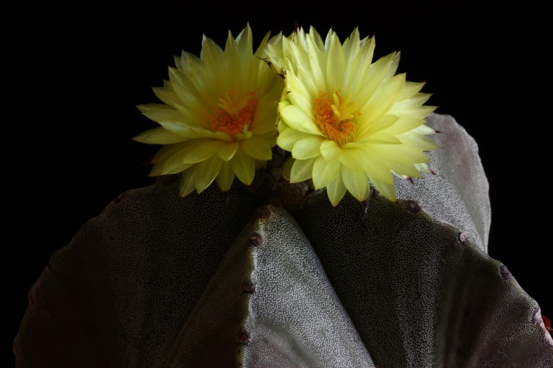 Astrophytum myriostigma 