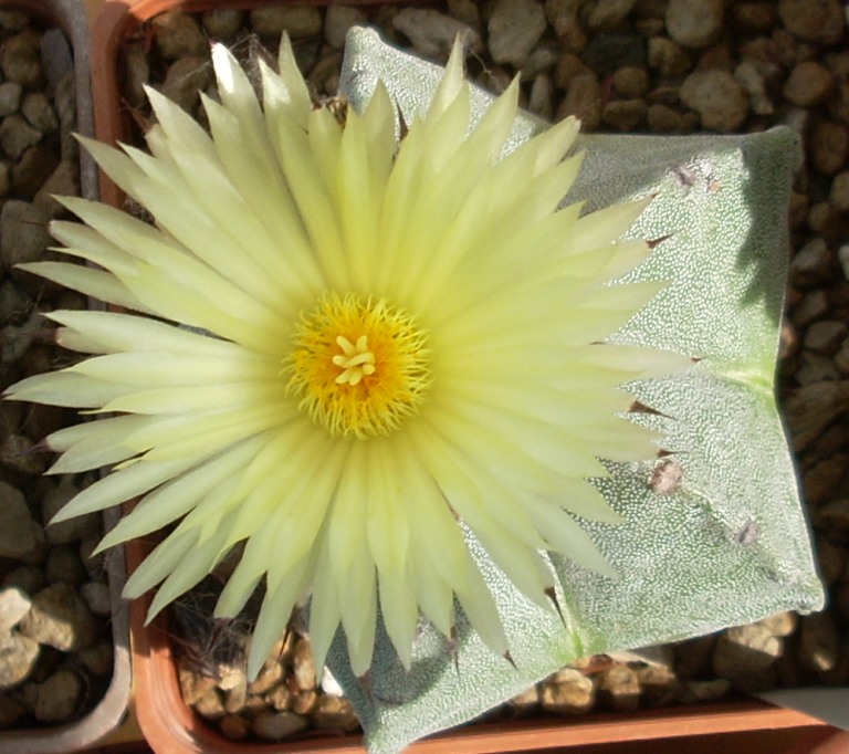 Astrophytum myriostigma v. strongylogonum 