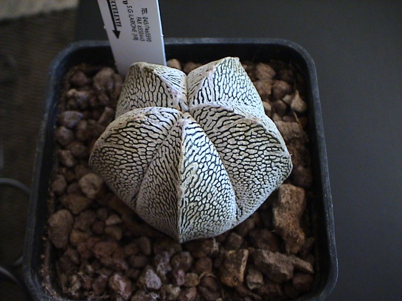 Astrophytum myriostigma cv. onzuka 