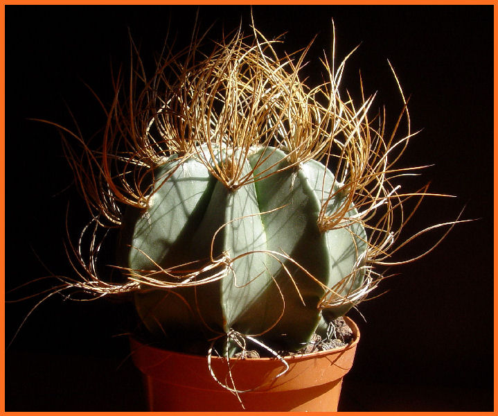 Astrophytum capricorne v. aureum 