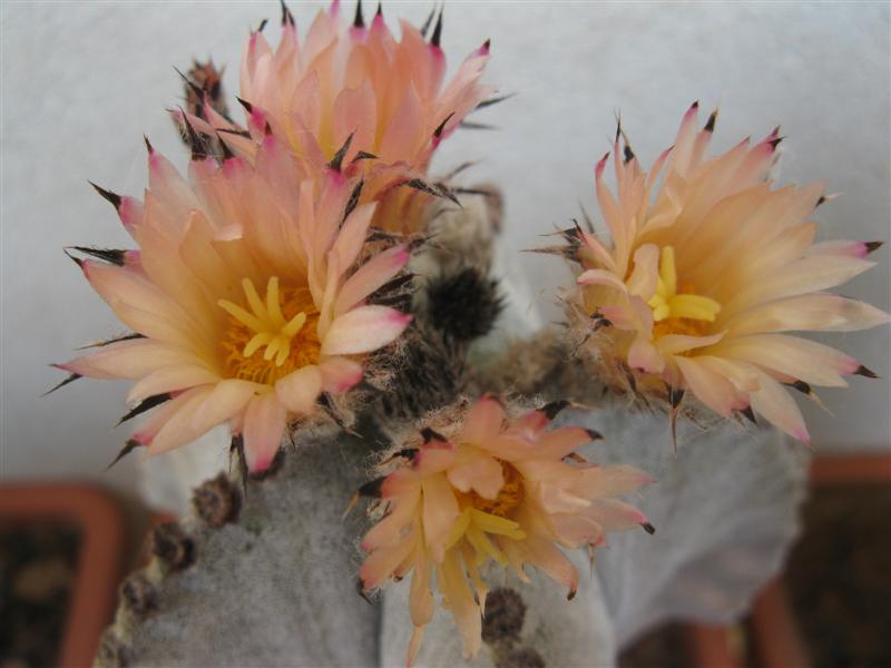 Astrophytum myriostigma v. tulense 