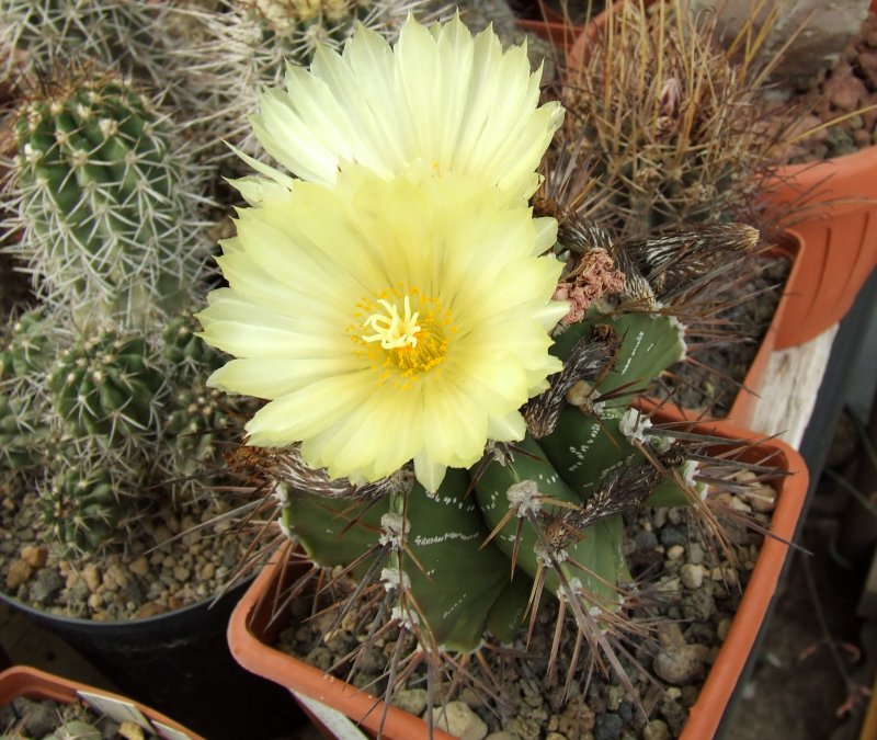 Astrophytum ornatum 