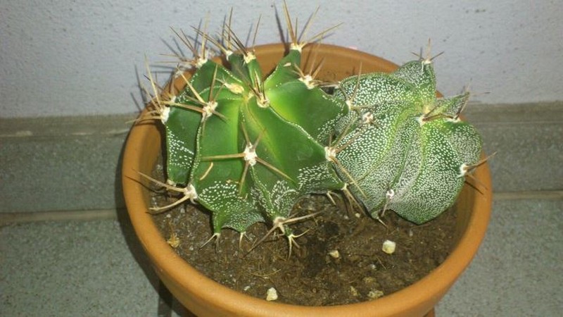 Astrophytum ornatum 