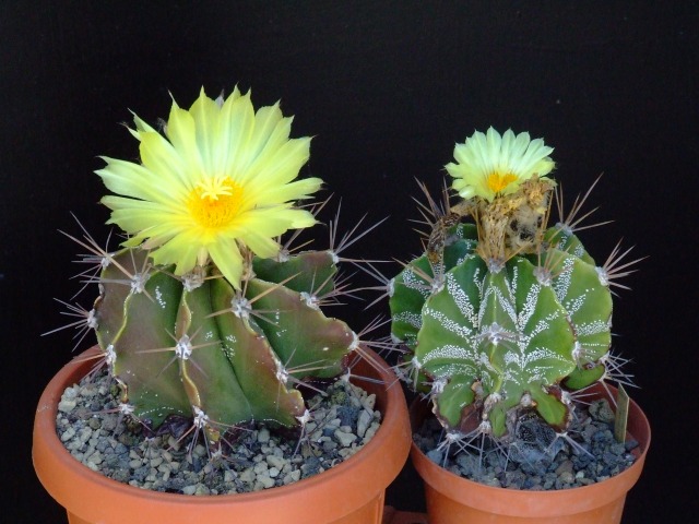 Astrophytum ornatum 