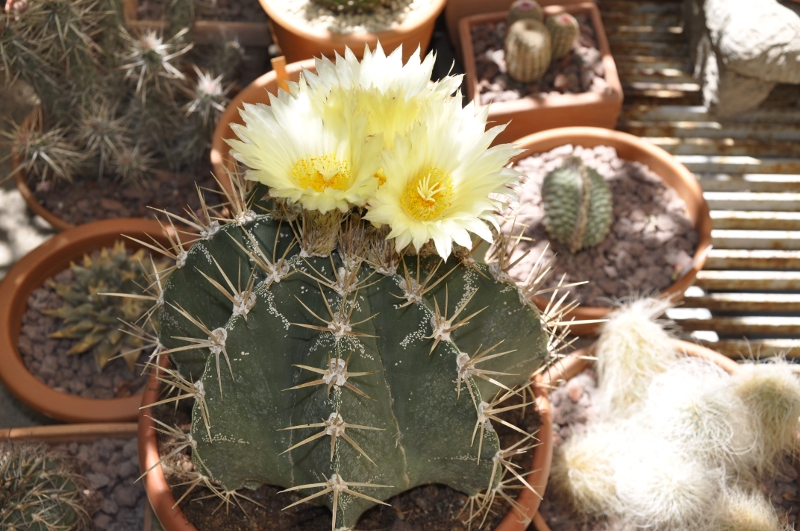 Astrophytum ornatum 