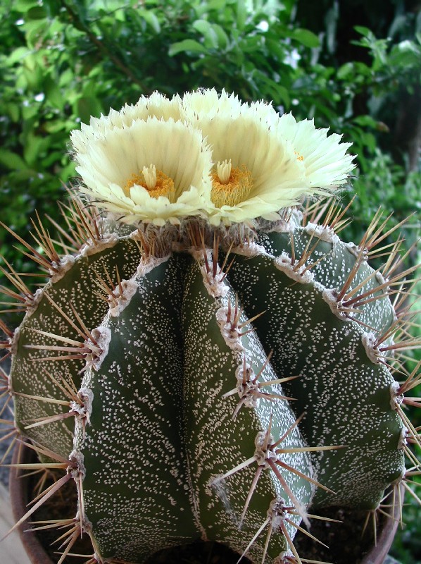 Astrophytum ornatum 