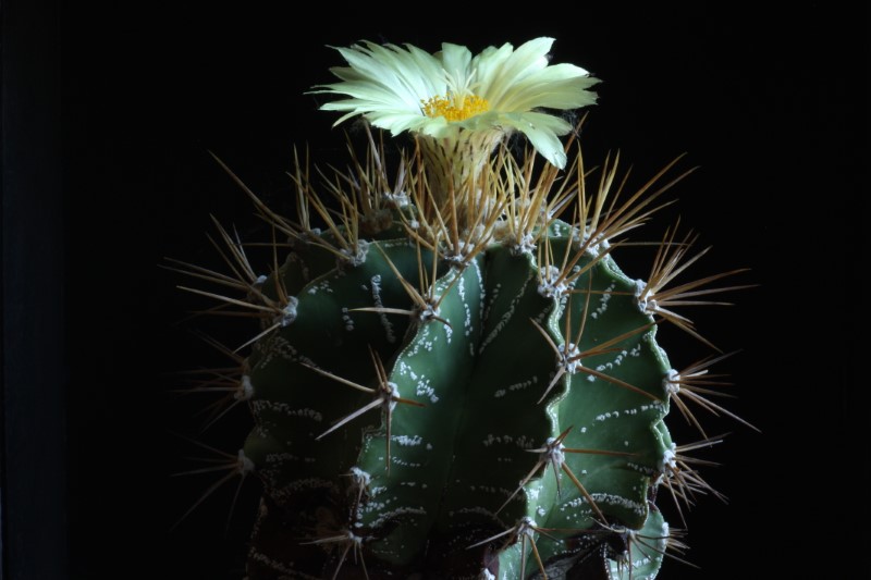 Astrophytum ornatum 