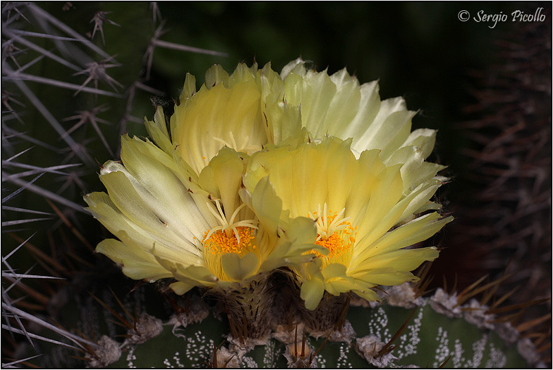 Astrophytum ornatum 