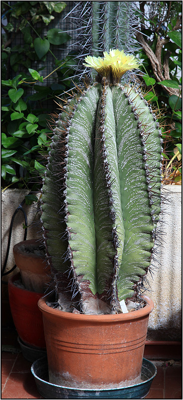 Astrophytum ornatum 