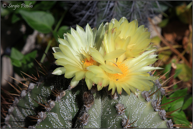 Astrophytum ornatum 