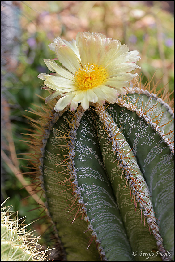 Astrophytum ornatum 