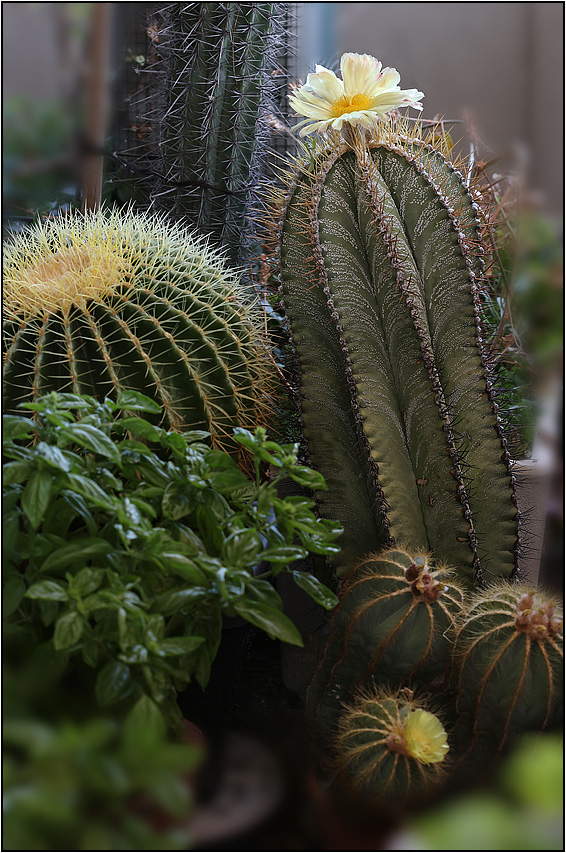 astrophytum ornatum