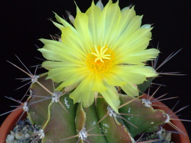 Astrophytum ornatum 