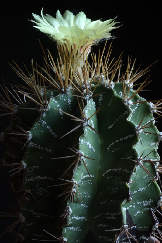 Astrophytum ornatum 