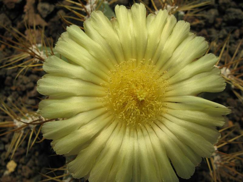 Astrophytum ornatum 