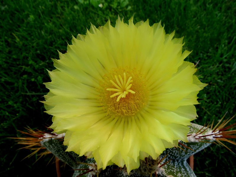 Astrophytum ornatum 