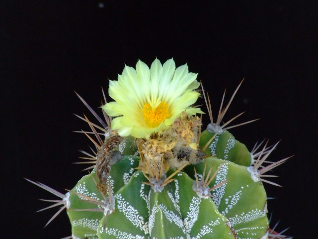 Astrophytum ornatum 