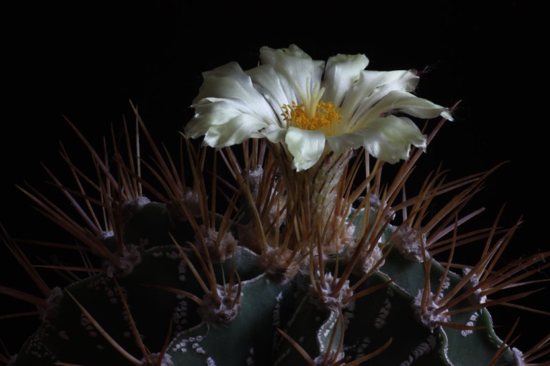 Astrophytum ornatum 