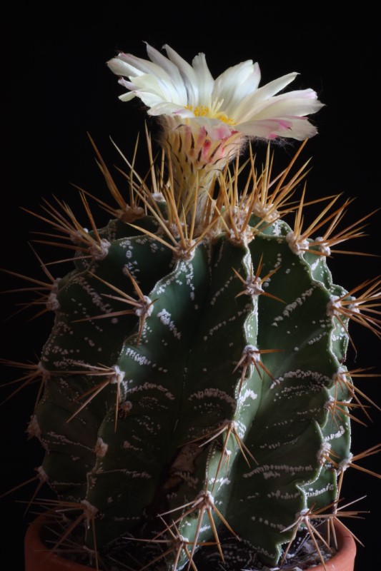 Astrophytum ornatum 