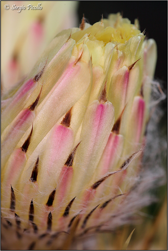 Astrophytum ornatum 