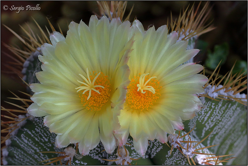 Astrophytum ornatum 